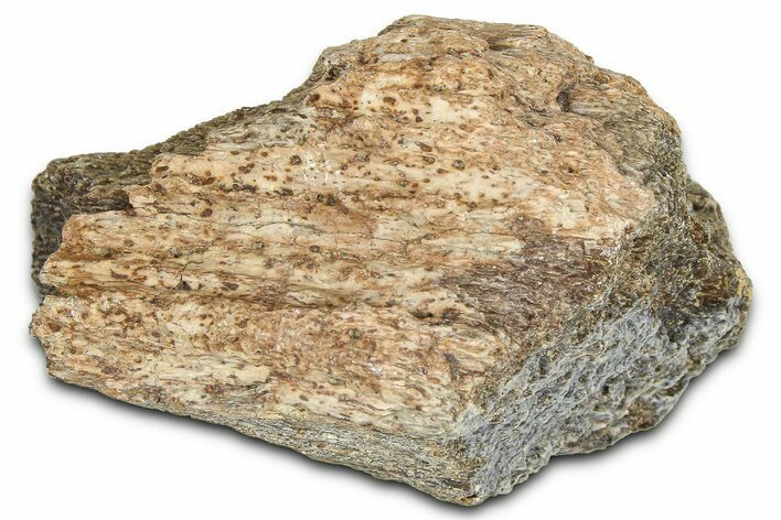 Dinosaur (Triceratops) Frill Shield Section - Montana #366631